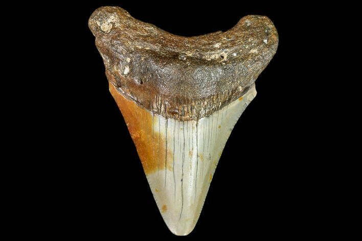 Fossil Megalodon Tooth - North Carolina #108904